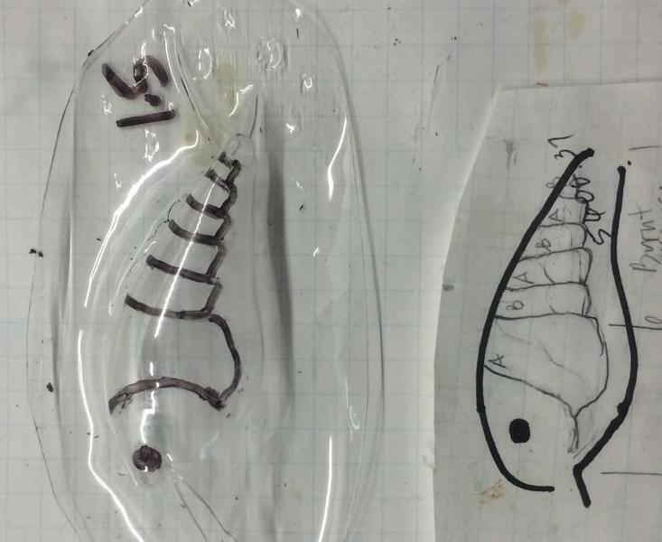 Need input for crawfish stencil design | building lures ...