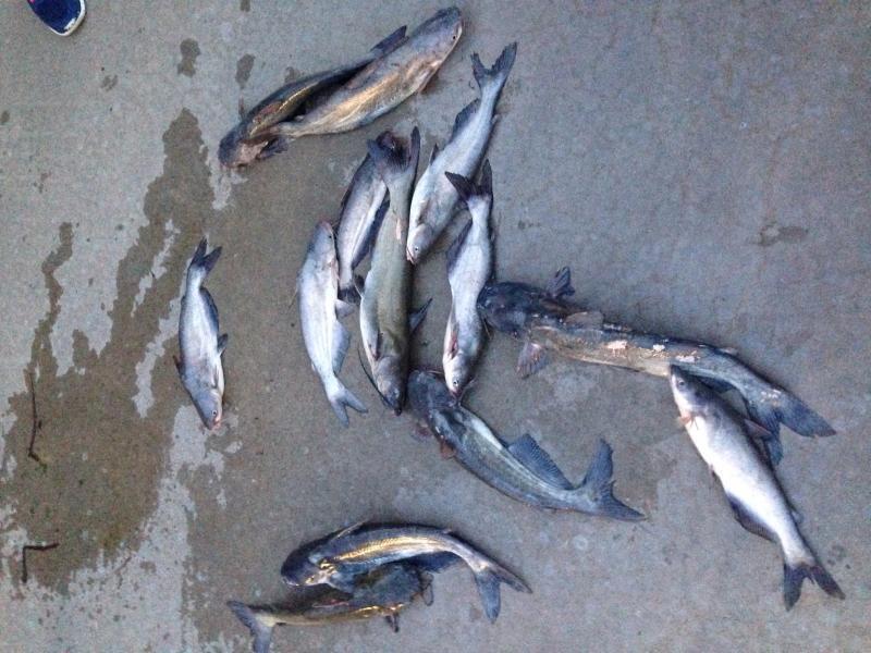 Lake Arrowhead Catfishing Texas Fishing Forum