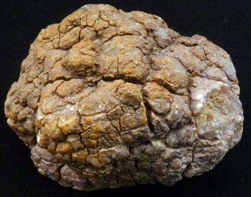 fossilised dinosaur poo