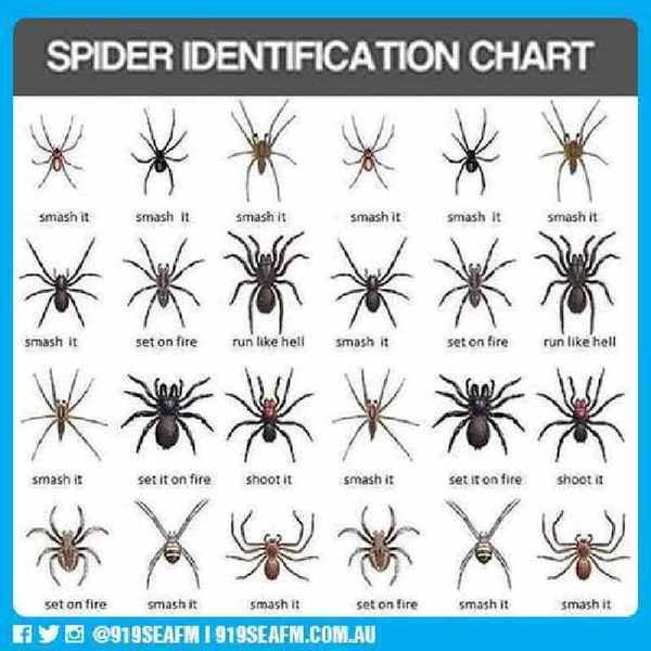 Texas Spider Chart