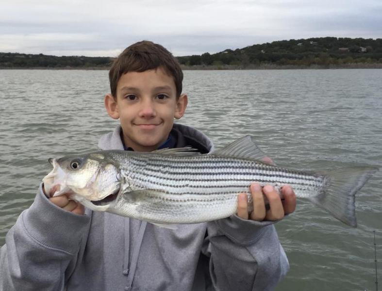 striper fish