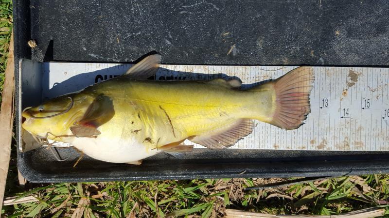 Fish Id help please. Warmouth Rock Bass - Texas Fishing 