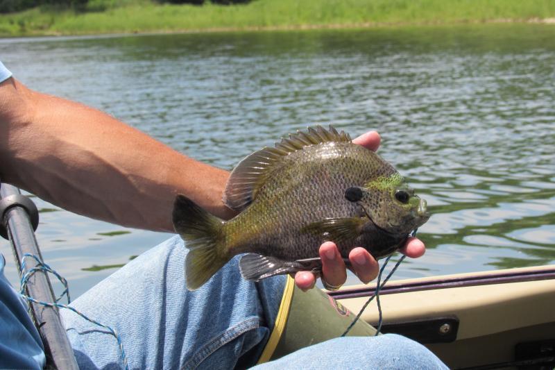 Fly Fishing the Brazos River