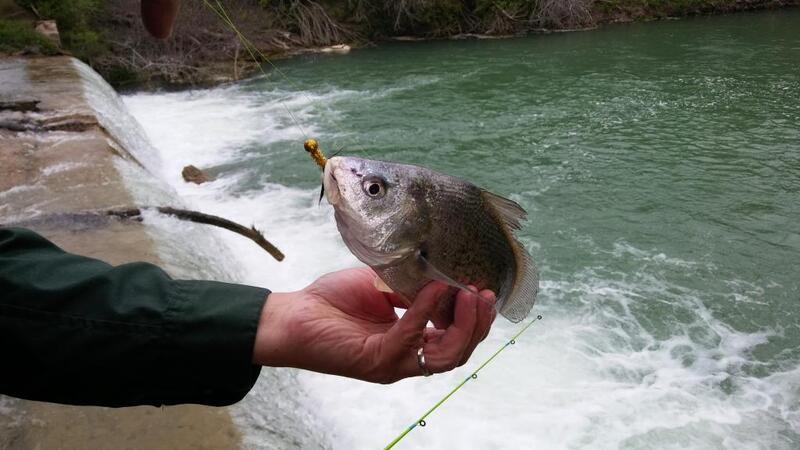  Freshwater drum - Texas Fishing Forum