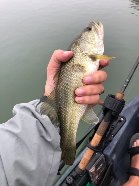 Lake Georgetown Fishing