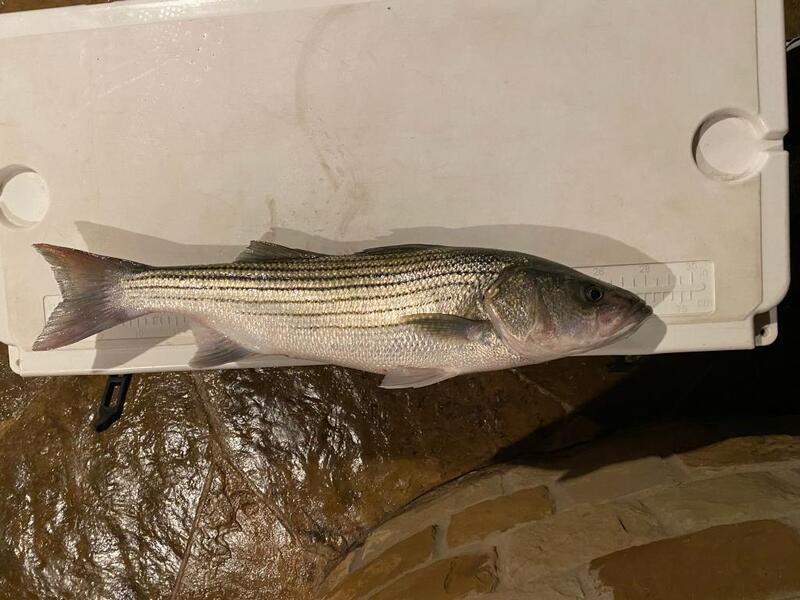 Hybrid and Whitebass Thumper With Clamps and Remote Striper Striped Bass 