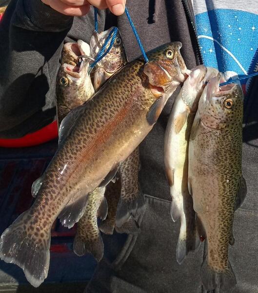 Trout Stocking?? Texas Fishing Forum