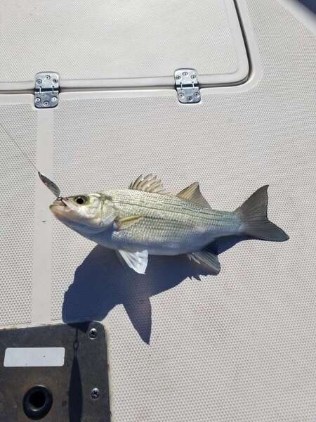 Lake Whitney Report**** Texas Fishing Forum