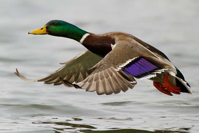 ducks-Mallard.jpg